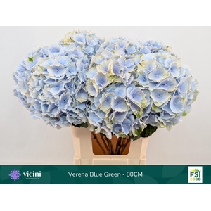 HYDR M CH VERENA BL