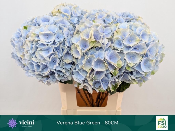 <h4>HYDR M CH VERENA BL</h4>