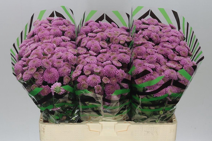 <h4>Sant Ellison</h4>