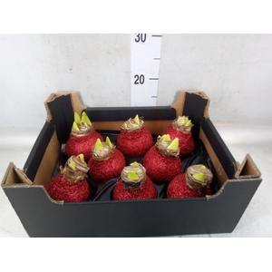 Hippeastrum   ...waxed H%