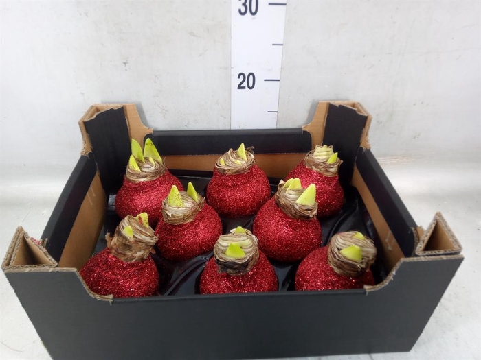 <h4>Hippeastrum   ...waxed H%</h4>