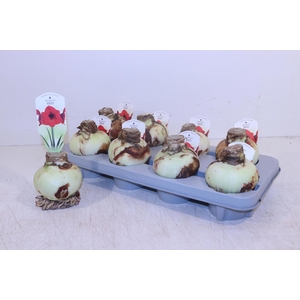 Bloembol Hippeastrum