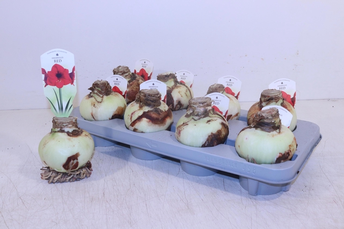 <h4>Bloembol Hippeastrum</h4>