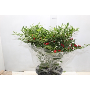 PIMENTA MALAGUETINHA P24