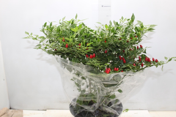 <h4>PIMENTA MALAGUETINHA P24</h4>