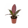 PHILODENDRON ROJO GONGO P12