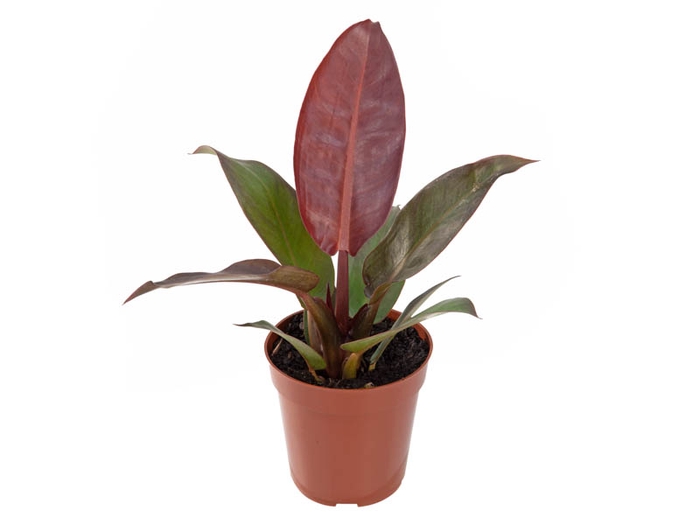 <h4>PHILODENDRON ROJO GONGO P12</h4>