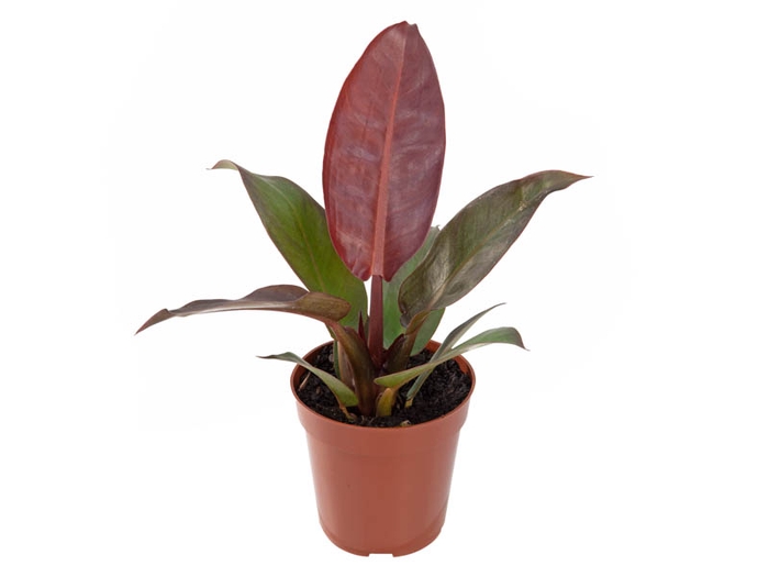 PHILODENDRON ROJO GONGO P12
