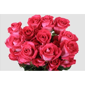 Rosa ec topaz