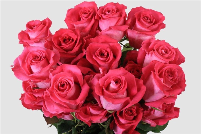 <h4>Rosa ec topaz</h4>
