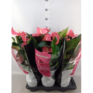 Anthurium andr. 'Maine'