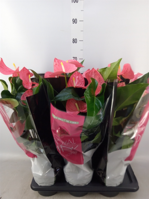 <h4>Anthurium andr. 'Maine'</h4>