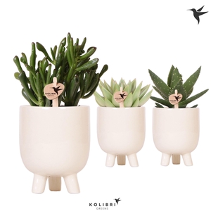 Kolibri Greens Succulenten mix in Gummy pot travertine