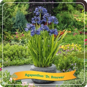 Agapanthus 'Dr Brouwer' C5