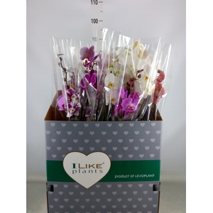 Phalaenopsis   ...mix