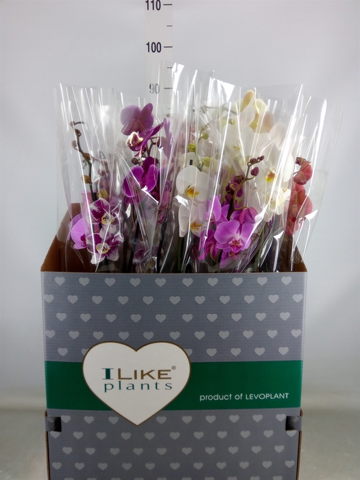 <h4>Phalaenopsis   ...mix</h4>