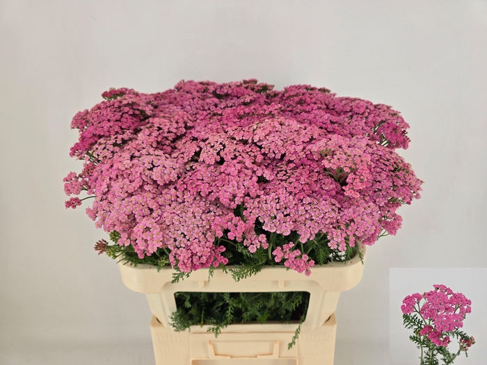 <h4>ACHIL M DAPHNE</h4>