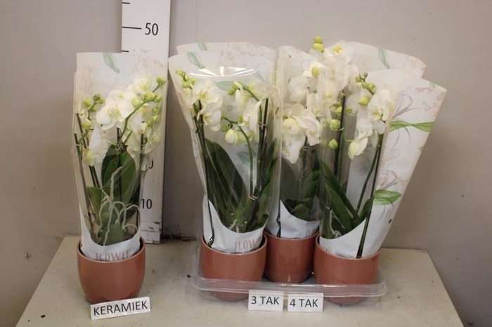 <h4>ARR PHAL MT</h4>