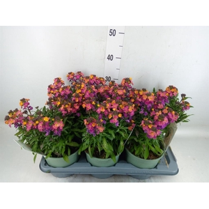Erysimum linifolium 'SupBowl Sunse'