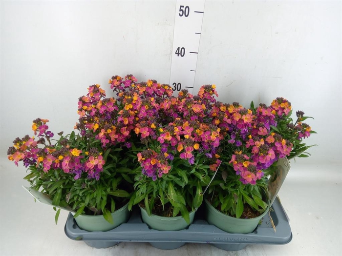 <h4>Erysimum linifolium 'SupBowl Sunse'</h4>