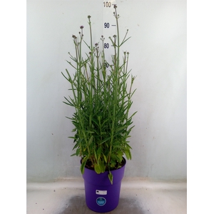 Verbena bonariensis