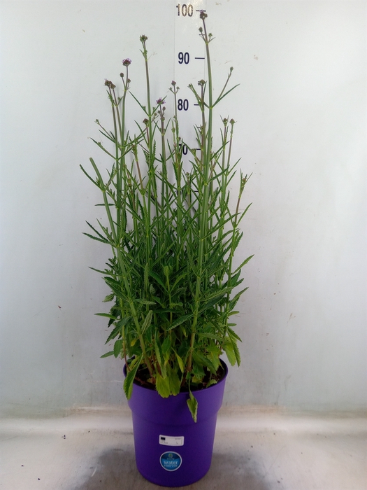 <h4>Verbena bonariensis</h4>