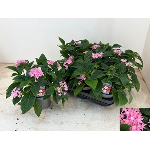 PENT STARCLUSTER ROS