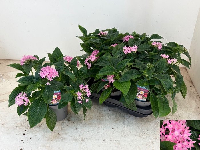 <h4>PENT STARCLUSTER ROS</h4>