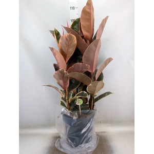 Ficus elastica 'Belize'