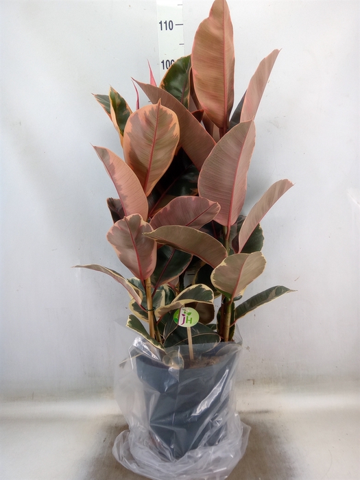 <h4>Ficus elastica 'Belize'</h4>