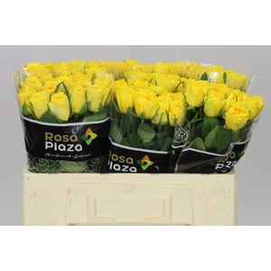 Rosa Gr Solero