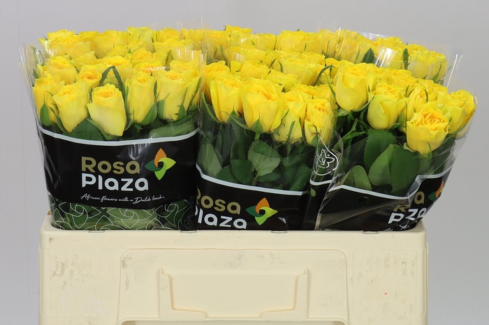 Rosa Gr Solero
