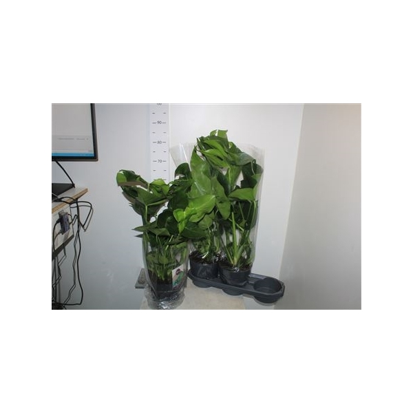 <h4>Monstera Deliciosa</h4>