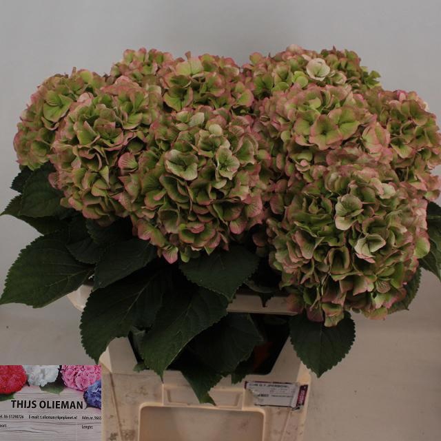 <h4>HYDR M CH VERENA CL</h4>