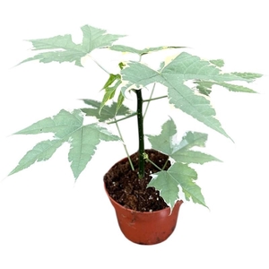 Overig planten Cnidoscolus Aconitifolius Variegata