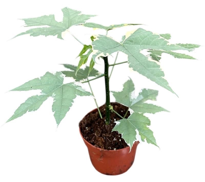 <h4>Overig planten Cnidoscolus Aconitifolius Variegata</h4>