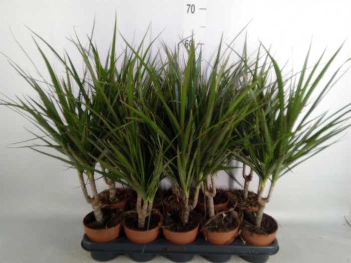 <h4>Dracaena marg.</h4>