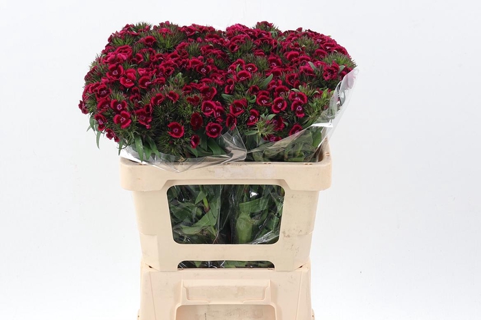 <h4>Di Barb Jolly</h4>