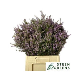 ERICA PER BOS