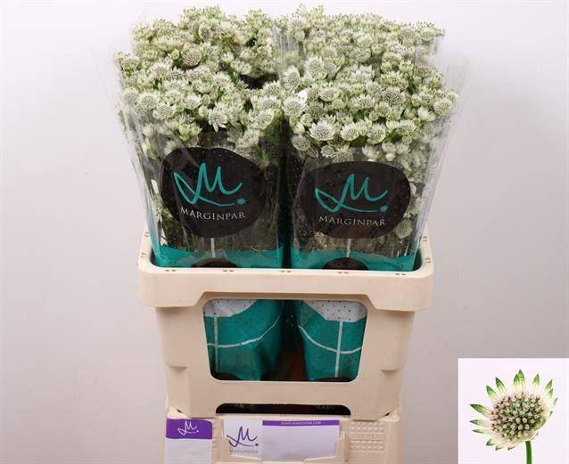 <h4>ASTRANTIA BILLION STARS</h4>