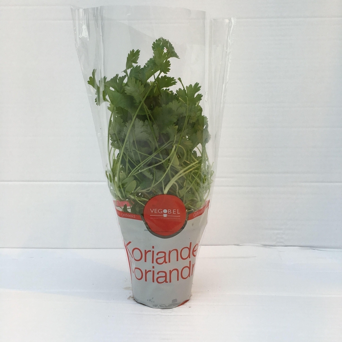 <h4>Koriander P9</h4>