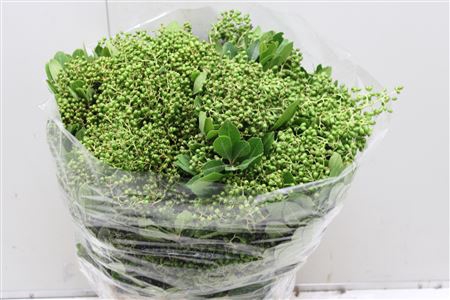 <h4>Photinia Bes</h4>