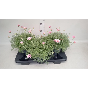 Rhodanthemum hosm. 'African Spirit'