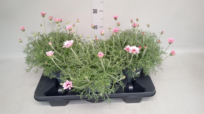 <h4>Rhodanthemum hosm. 'African Spirit'</h4>