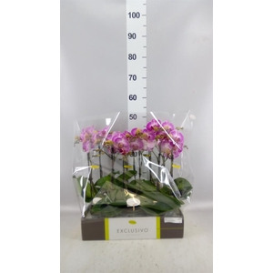 Phalaenopsis multi.   ...rose