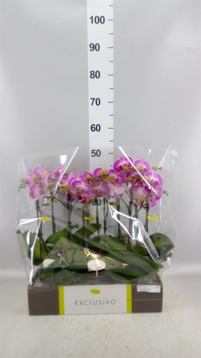 <h4>Phalaenopsis multi.   ...rose</h4>