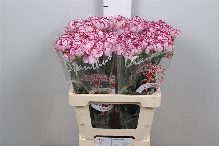 <h4>Di St Damascus</h4>