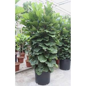 Ficus lyrata