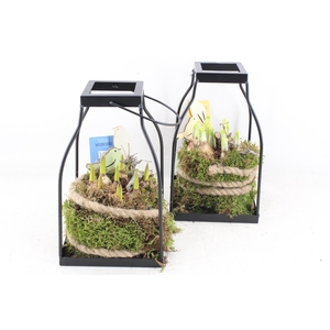 arr4 Bollenmix MB - lantaarn kl. 338/6