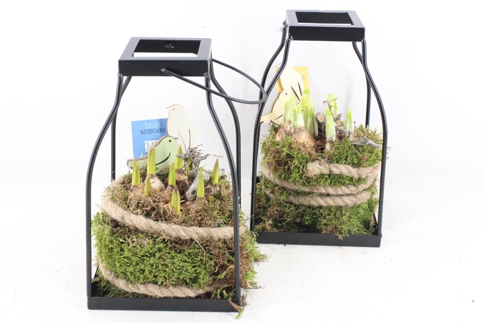 <h4>arr4 Bollenmix MB - lantaarn kl. 338/6</h4>